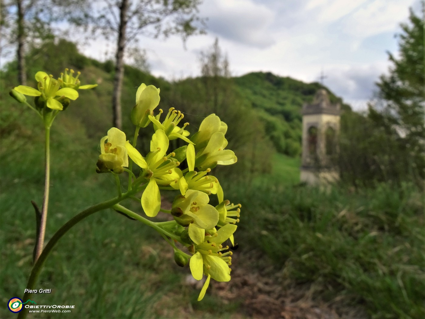 54 Fiore di Biscutella laevigata (Biscutella montanina) con vista sulla chiesetta di S. Barnaba di Salmezza.JPG